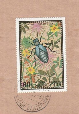 Käfer - Ölkäfer (meloe centripubens) - auf Briefstück