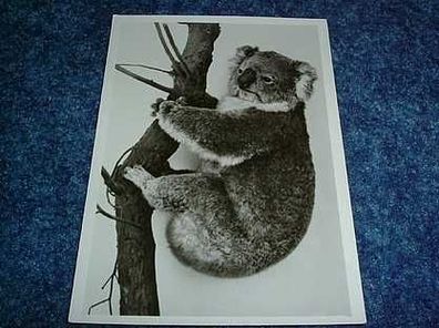 2511/ Ansichtskarte-Koala oder Beutelbär