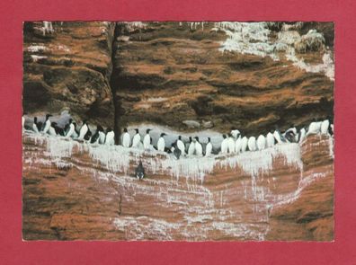 Postkarte- Helgoland - Lummenfelsen