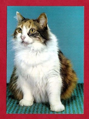 Postkarte- hübsche Katze