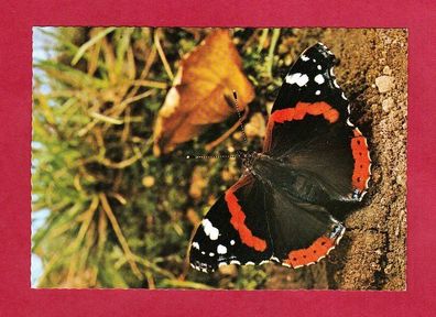 Postkarte- Schmetterling ( Roter Admiral )
