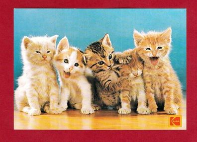 Postkarte- Fünf süße Kätzchen