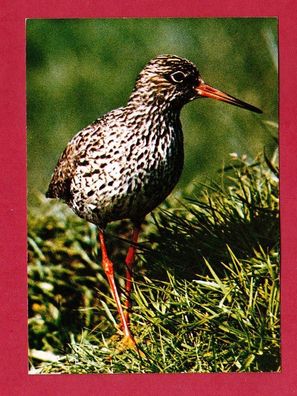 Postkarte- Vogel (Rotschenkel