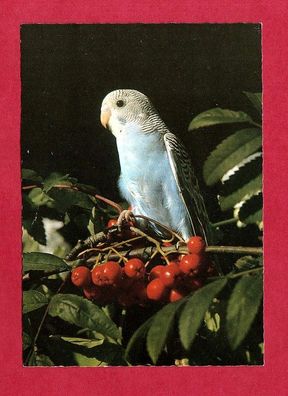 Postkarte- Vogel (Wellensittich)