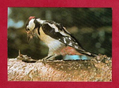 Postkarte- Vogel (Buntspecht)