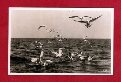 ältere Postkarte- Vogel (Möwen)
