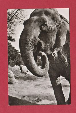 Postkarte- Hamburg - Stellingen - Hagenbeck´s Tierpark - Indischer Elefant