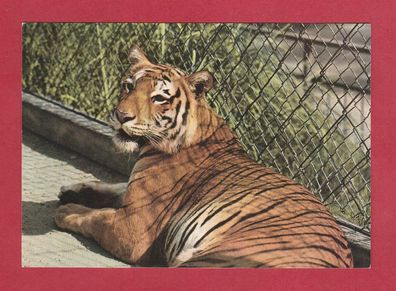Postkarte- Zoologischer Garten Basel - Bengaltiger