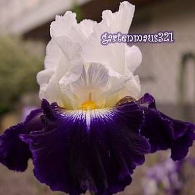Schwertlilie Bart-Iris Noctambule