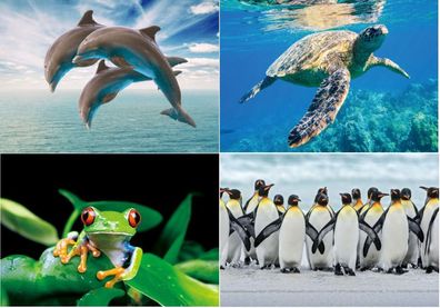 3 D Ansichtskarte Delfin Pinguin Frosch Postkarte Wackelkarte Hologrammkarte