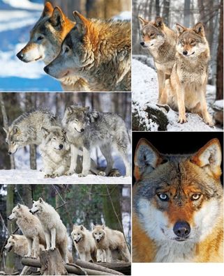 3 D Ansichtskarte Wolf Wölfe Postkarte Wackelkarte Hologrammkarte Waldtiere Tier