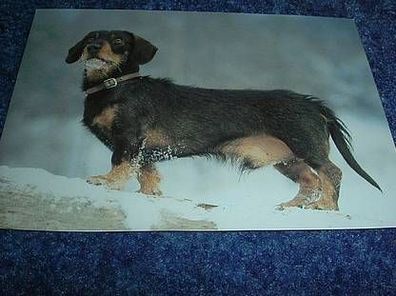 2670/ Postkarte-süsser Hund