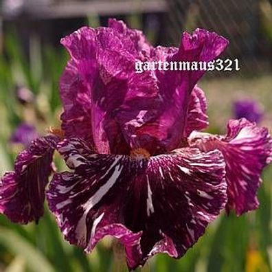 Schwertlilie Bart-Iris Peekaboo Zebu