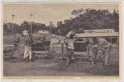 23004 Ak Kamerun Kakao Pflanzung um 1920