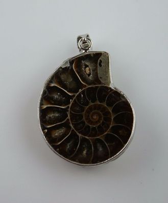 Ammonit Anhänger fossil Fossilie