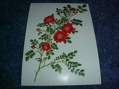 2671/ Postkarte-Rosa rubiginosa Max Haufe