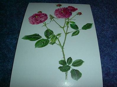 2686 / Postkarte-Rosa centifola minor