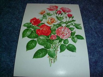 2699 / Postkarte-Edelrosen, rosa Queen Elisabeth