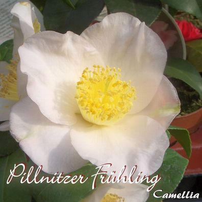 Kamelie "Pillnitzer Frühling" - Camellia - 3-jährige Pflanze (242)