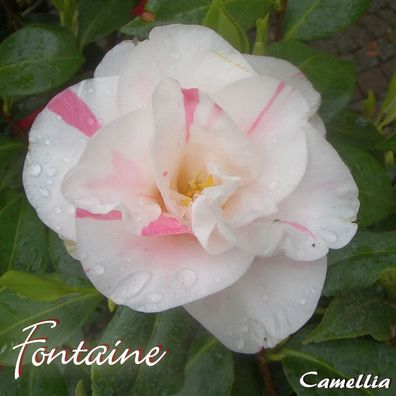 Kamelie "Fontaine" - Camellia - 3-jährige Pflanze (243)