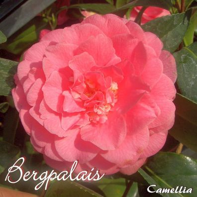Kamelie "Bergpalais" - Camellia - 3-jährige Pflanze (244)