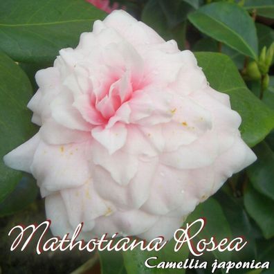 Kamelie "Mathotiana Rosea" - Camellia japonica - 3-jährige Pflanze (7)