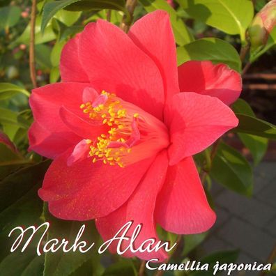 Kamelie "Mark Alan" - Camellia japonica - 4 bis 5-jährige Pflanze (172)