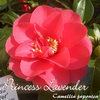 Kamelie "Princess Lavender" - Camellia japonica - 3-jährige Pflanze (119)