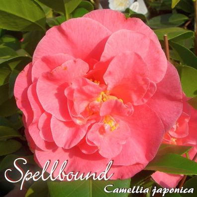 Kamelie "Spellbound" - Camellia japonica - 4 bis 5-jährige Pflanze (155)