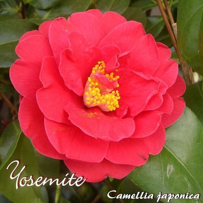 Kamelie "Yosemite" - Camellia japonica - 3-jährige Pflanze (109)