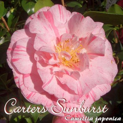 Kamelie "Carters Sunburst" - Camellia japonica - 3-jährige Pflanze (69)
