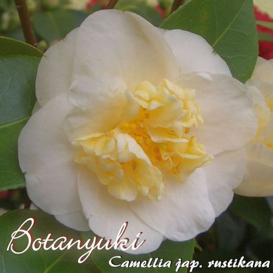 Kamelie "Botanyuki" - Camellia japonica - 3-jährige Pflanze (200)