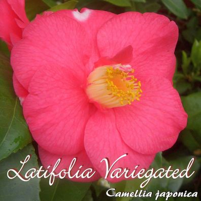 Kamelie "Latifolia Variegated" - Camellia japonica - 3-jährige Pflanze (110)