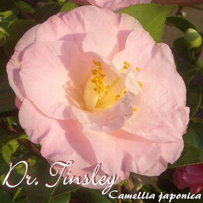 Kamelie "Dr. Tinsley" - Camellia japonica - 3-jährige Pflanze (71)