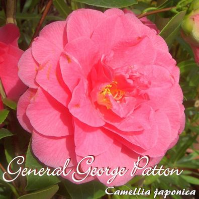 Kamelie "General George Patton" - Camellia japonica - 4 bis 5-jährige Pflanze (214)