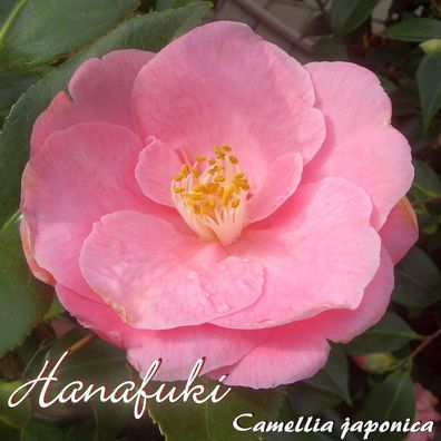 Kamelie "Hanafuki" - Camellia japonica - 4 bis 5-jährige Pflanze (140)