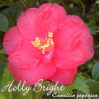 Kamelie "Holly Bright" - Camellia japonica - 3-jährige Pflanze (225)