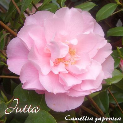 Kamelie "Jutta" - Camellia japonica - 3-jährige Pflanze (13)
