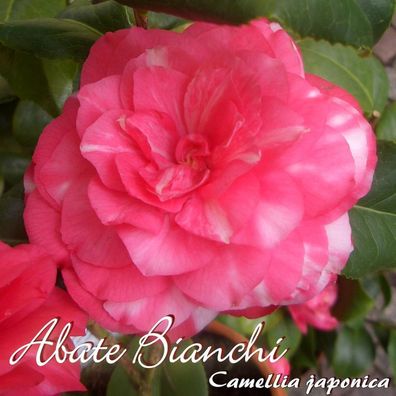 Kamelie "Abate Bianchi" - Camellia japonica - 3-jährige Pflanze (77)