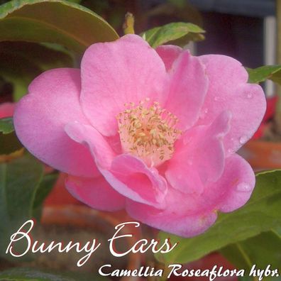 Kamelie "Bunny Ears" - Camellia roseaflora hybrid - 4 bis 5-jährige Pflanze (107)