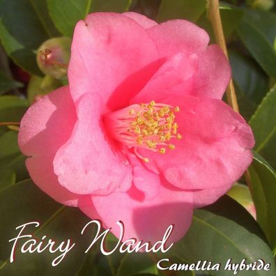 Kamelie "Fairy Wand" - Camellia hybride - 3-jährige Pflanze (220)