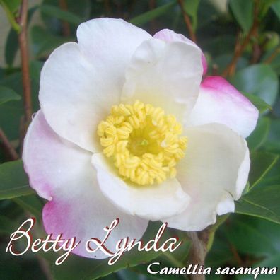 Kamelie "Betty Lynda" - Camellia sasanqua - 3-jährige Pflanze (104)