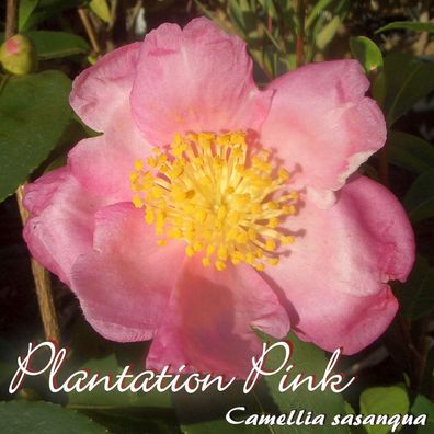 Kamelie "Plantation Pink" - Camellia sasanqua - 3-jährige Pflanze (1554)