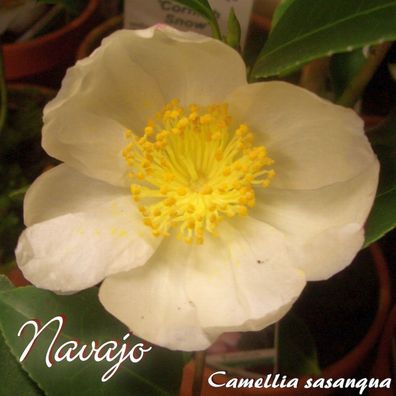 Kamelie "Navajo" - Camellia sasanqua - 3-jährige Pflanze (210)