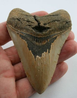 Megalodon Haizahn Hai Zahn fossiler Zahn