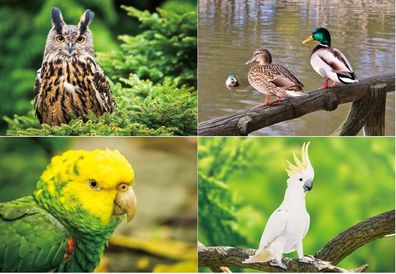 3 D Ansichtskarte Vögel Vogel Ente Postkarte Wackelkarte Hologrammkarte Tier Zoo