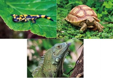 3 D Ansichtskarte Schildkröte Salamander Postkarte Wackelkarte Hologrammkarte Tier