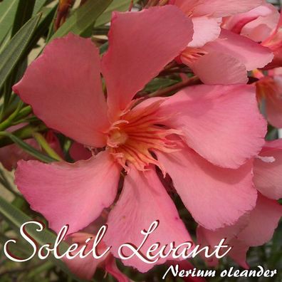 Oleander "Soleil Levant" - Nerium oleander - Größe C08