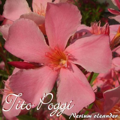 Oleander "Tito Poggi" - Nerium oleander - Größe C03