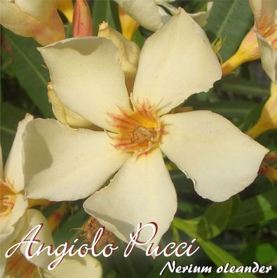 Oleander "Angiolo Pucci" - Nerium oleander - Größe C03